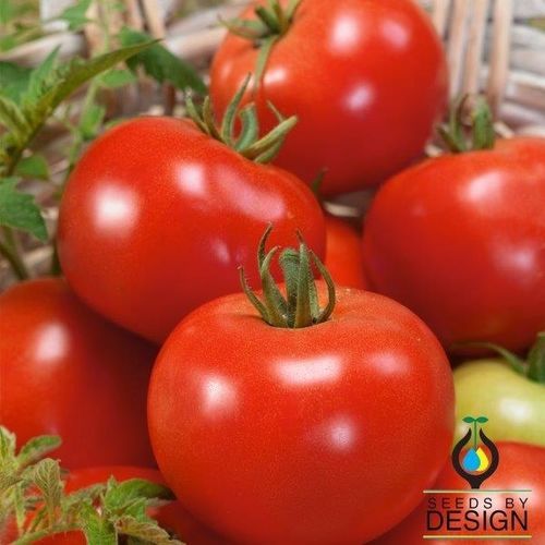 Красный семена томатов - Russian - Seeds by Design - круглый