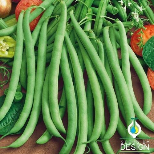 Годовое семена бобов - Greencrop Bush - Seeds by Design - гибридное