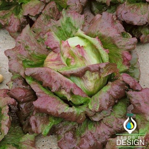 Годовое семена салата-латука - Batavian - Chrystal - Seeds by Design - летнее