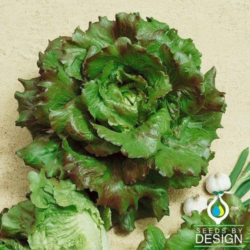 Годовое семена салата-латука - Batavian - Michelle - Seeds by Design