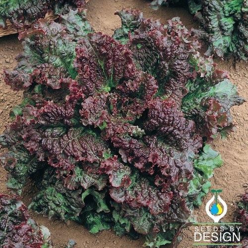 Годовое семена салата-латука - Gabriella - Seeds by Design
