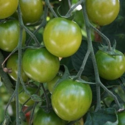 Зеленое семена томатов черри - Sungreen F1 - Tozer Seeds Ltd - полураннее / устойчивое к мозайке / гибридное
