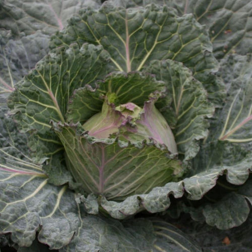 Зимнее семена капусты - Marabel F1 - Tozer Seeds Ltd - гибридное