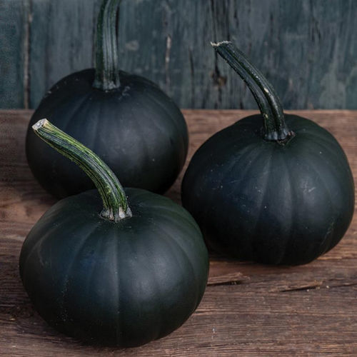 Раннее семена тыквы - Morticia F1 - Tozer Seeds Ltd - устойчивое к оидиуму / гибридное / круглое