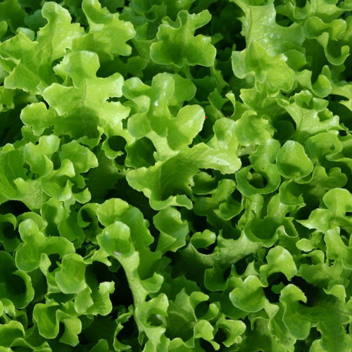 Семена салата-латука устойчивое к оидиуму - Ashbrook - Tozer Seeds Ltd - устойчивое к трубкованию