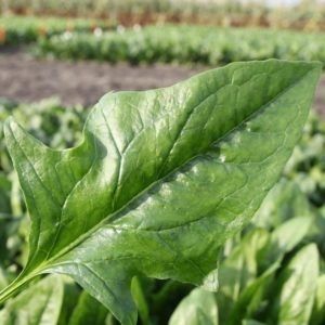 Семена шпината устойчивый к оидиуму - Harp F1 - Tozer Seeds Ltd - гибридный