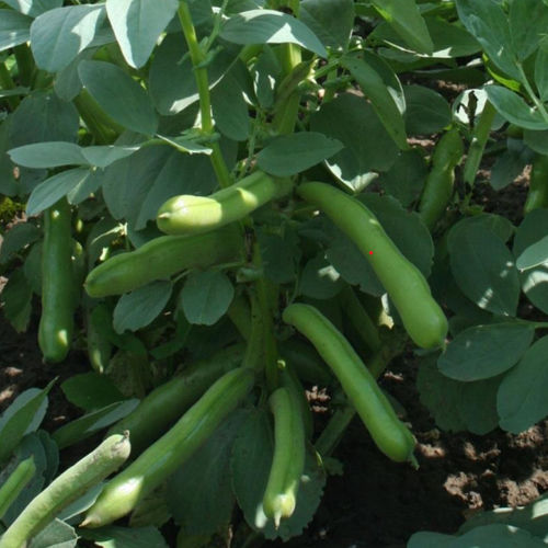 Раннее семена бобов - Witkiem Manita - Tozer Seeds Ltd - весеннее