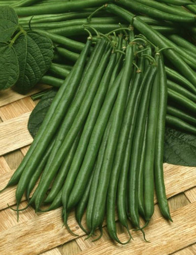 Раннее семена бобов - Venice - Tozer Seeds Ltd - устойчивое к мозайке / зеленое