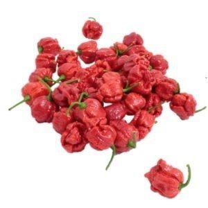 Раннее семена сладкого перца - Armageddon - Tozer Seeds Ltd - гибридное