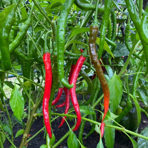 Раннее семена сладкого перца - Vindaloo - Tozer Seeds Ltd - зеленое / гибридное / красное