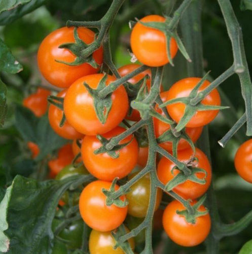 Оранжевое семена томатов черри - Golden Cherry F1 - Tozer Seeds Ltd - устойчивое к мозайке / гибридное / круглое