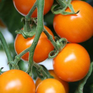 Оранжевое семена томатов черри - Sungold F1 - Tozer Seeds Ltd - устойчивое к мозайке / гибридное / круглое