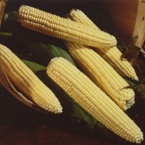 Ранний семена кукурузы - Northern Extra Sweet F1 - Tozer Seeds Ltd - зерна / гибридный