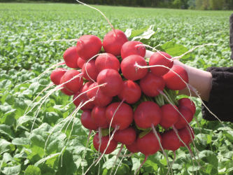 Семена редиса средняя зрелость - Rosetta - Elsoms Seeds