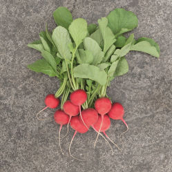 Раннее семена редиса - Rambla - Elsoms Seeds