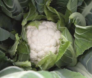 Раннее семена цветной капусты - Liria - Elsoms Seeds - летнее