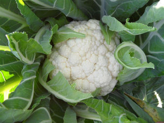Семена цветной капусты - Toledo - Elsoms Seeds