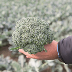 Позднее семена брокколи - Delano (Bejo 2970) - Elsoms Seeds
