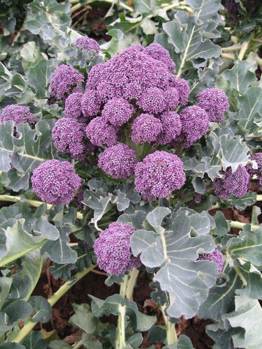Раннее семена брокколи - Rioja - Elsoms Seeds - весеннее