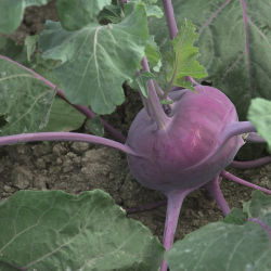 Полуранний семена коральби - Kolibri - Elsoms Seeds