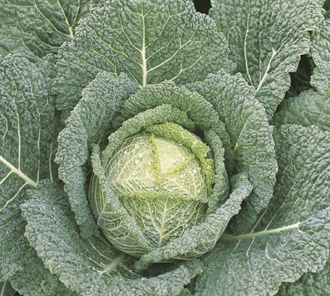 Очень раннее семена капусты - Clarissa - Elsoms Seeds - осеннее