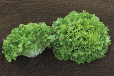 Раннее семена салата-латука - Claribel - Elsoms Seeds