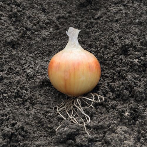 Ранний семена лука - Hysky - Elsoms Seeds - устойчивый к фузариозу