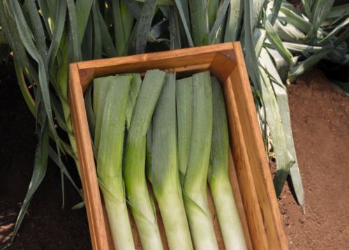 Поздний семена лука-порея - Runner - Elsoms Seeds - летний