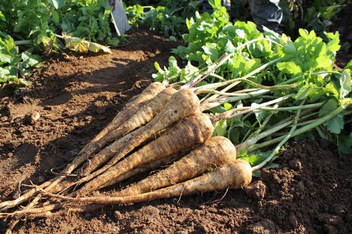 Раннее семена пастернака - Pacific - Elsoms Seeds