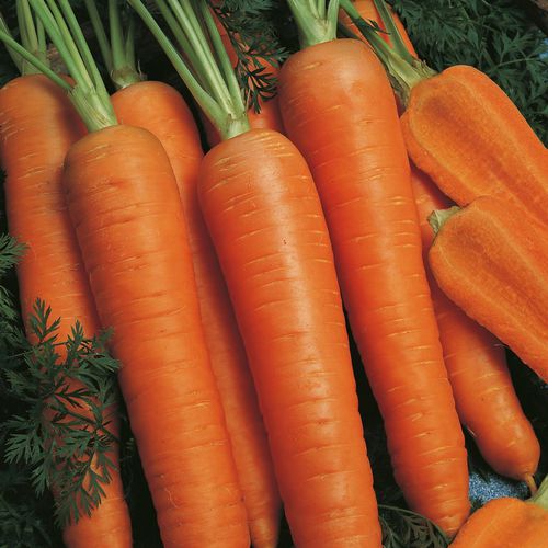 Раннее семена моркови - Napoli - Elsoms Seeds