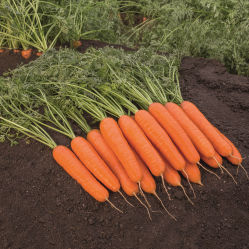 Раннее семена моркови - Bangor - Elsoms Seeds