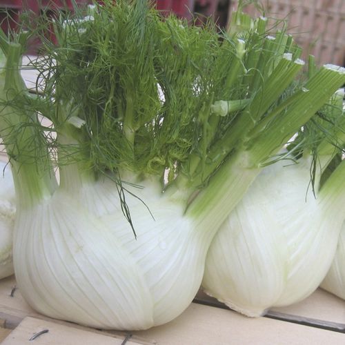 Раннее семена укропа - Solaris - Elsoms Seeds - весеннее