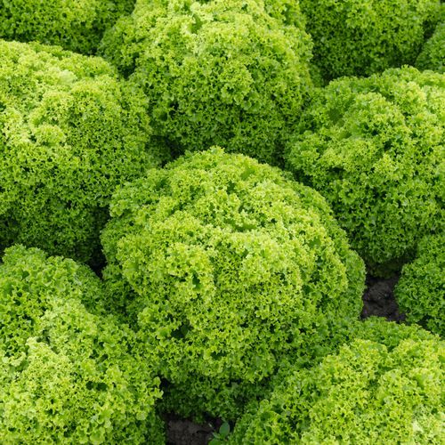 Семена салата-латука - Elle - Elsoms Seeds
