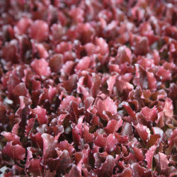 Семена салата-латука - Figueroa - Elsoms Seeds