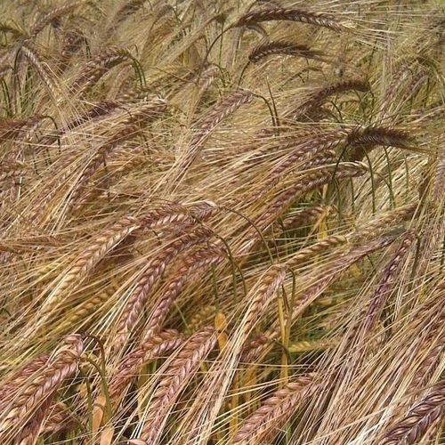 Зимний семена ячменя - BORDEAUX - Senova - ранний / 2 ряда / 6 рядов