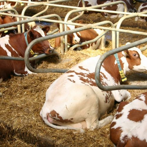 Стойло для первотелки - FARMTEC a.s.