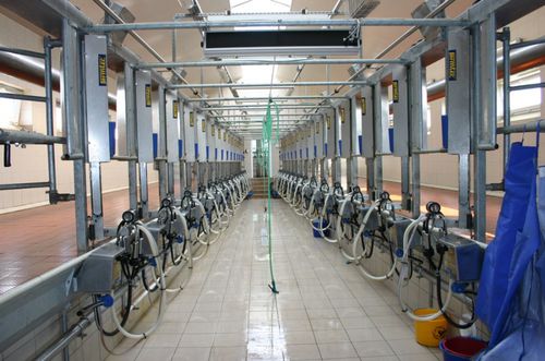 Помещение для дойки для коров - FARMTEC a.s. - «в елку» / быстрый выход