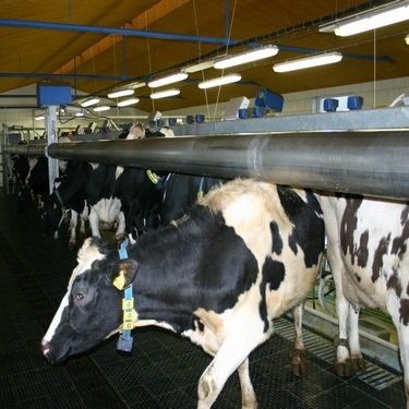 Ворота для сортировки животных для коров - FARMTEC a.s.