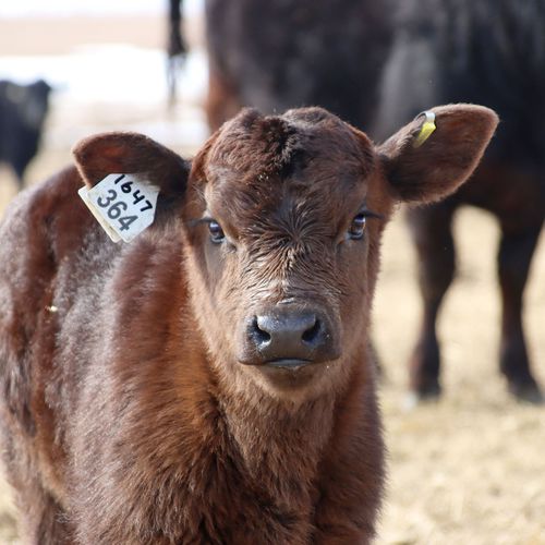 Бирка для ушей для овец - Shearwell BOS Large female - Shearwell Data Ltd - для коз / для крупного рогатого скота