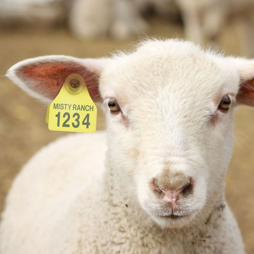 Бирка для ушей для овец - Shearwell BOS Small female - Shearwell Data Ltd - для коз / для крупного рогатого скота