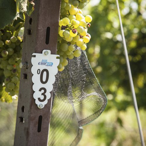 Этикетка для садоводства из пластика - GRAPES - EMMEPI SRL