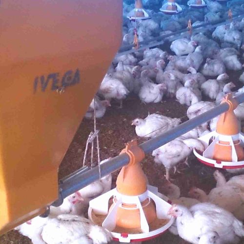Оборудование для кормления для домашней птицы - Sistema de comederos automatico IVEGA - IVEGA-DOTEX S.A. - для трубы / программируемое / сухой корм