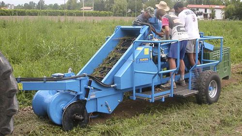 Уборочная машина для картофеля - K 600 - Carpi Meccanica Snc - для установки на трактор / 1 ряд