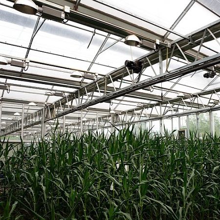 Освещение для теплицы - Sunmax Greenhouse Technology Co., Ltd. - синяя / красная
