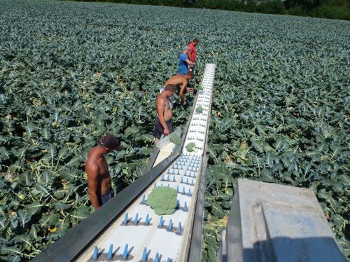 Уборочный конвейер для овощей - VegBeet SP - Pack TTI  / Weber Cooling - на прицепе / складной
