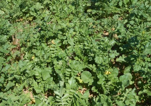 Растительный покров смесь - ECOFIX VRM - Semences de Provence - против нематодов / для восстановления азота / для структурирования грунта