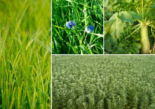 Растительный покров смесь - VITIMAX NUTRI - Semences de Provence - для восстановления азота / для структурирования грунта / бобовые