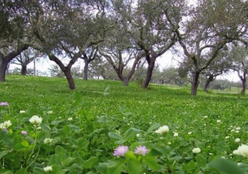 Корм смесь - EXTENSIVO - Semences de Provence - для питания животных / для лугов / бобовые