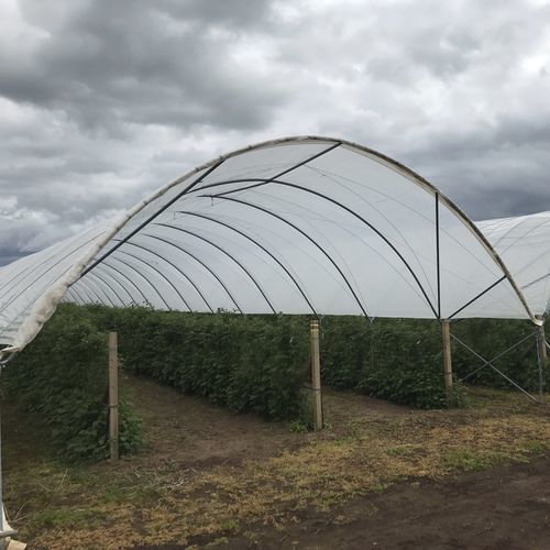 Многотуннельная теплица - Advanced  - Osprey Tunnels Ltd - из пластика / стальная конструкция
