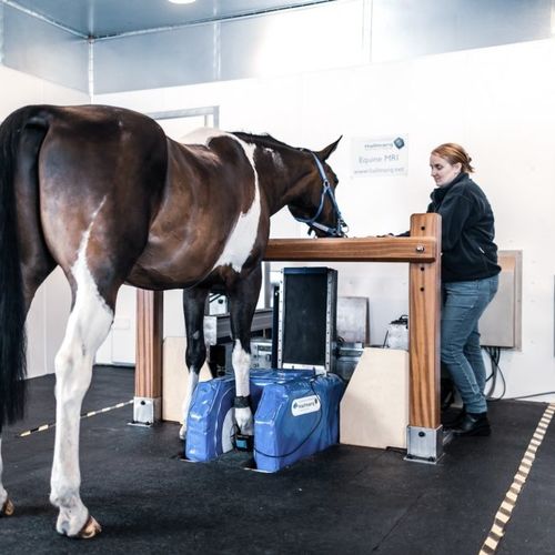 Ветеринарная система МРТ для лошадей - Hallmarq Veterinary Imaging